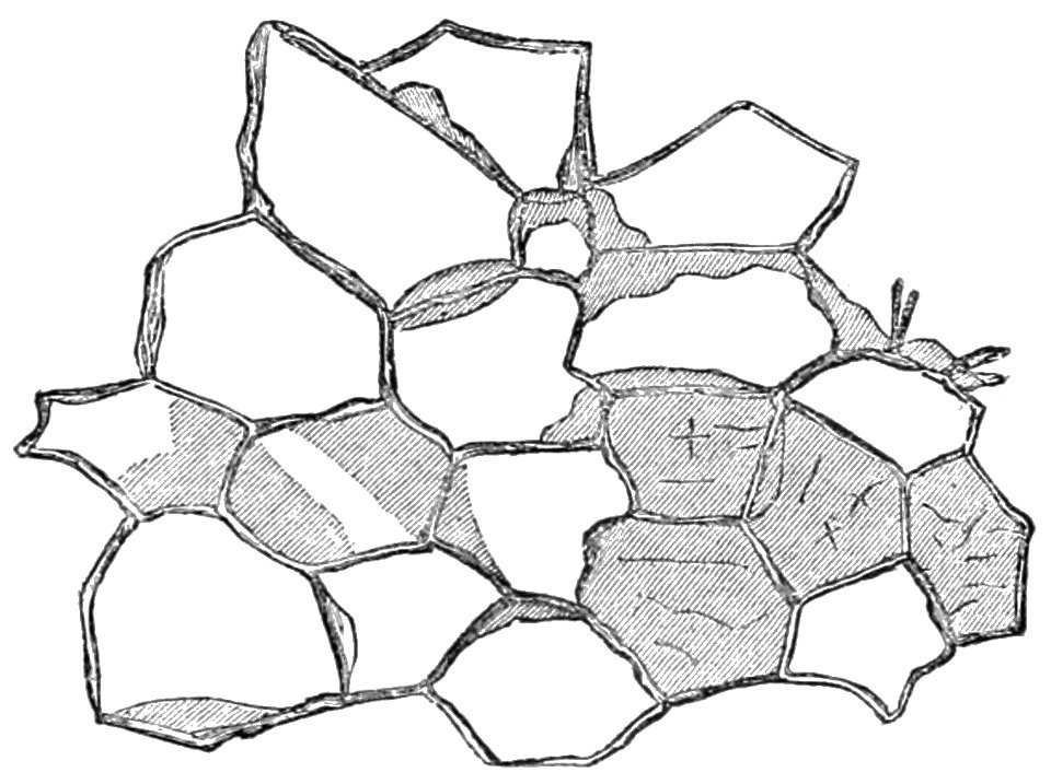 PSM V31 D660 Vertical section of cork magnified 300 diameters
