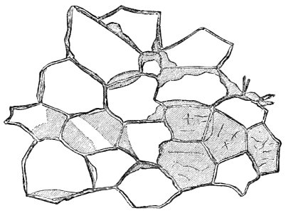 PSM V31 D660 Vertical section of cork magnified 300 diameters. Free illustration for personal and commercial use.