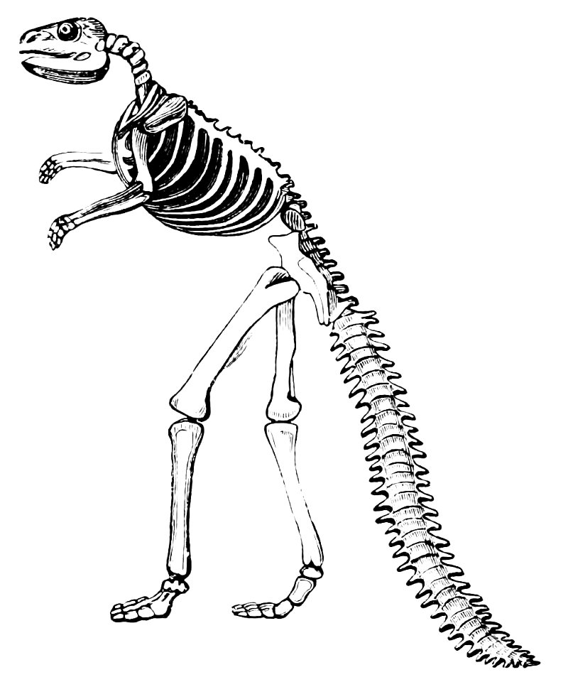 PSM V34 D484 Hadrosaurus