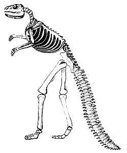 PSM V34 D484 Hadrosaurus