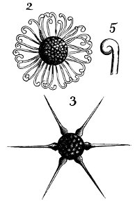 PSM V21 D255 Ornamental shapes of mycellium 1