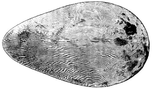 PSM V33 D476 Egg of the great auk