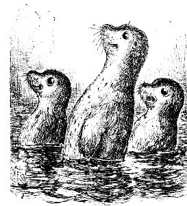 PSM V34 D345 The seal phoca vitulina