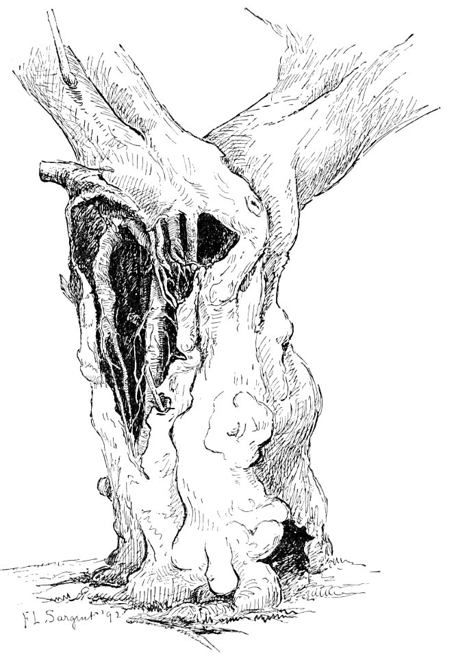 PSM V42 D069 Mulberry tree trunk