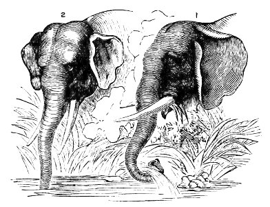 PSM V21 D497 Heads of asian and african elephants