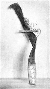 PSM V42 D335 Asparagus fasciation