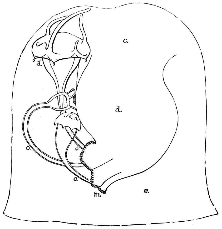 PSM V33 D762 Turritopsis with parasitic cunian larvae