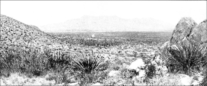 PSM V42 D625 Typical scene in arid region trans pecos texas