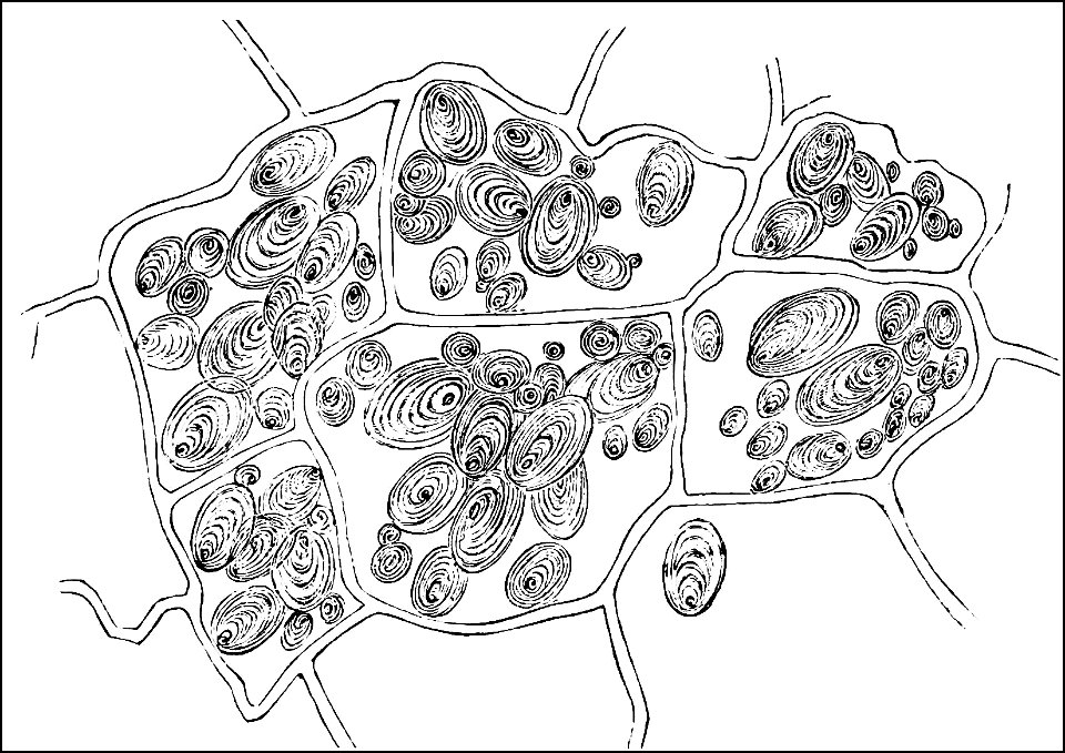 PSM V21 D306 Potato cells containing starch grains