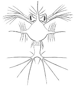 PSM V22 D386 Sergestes larva