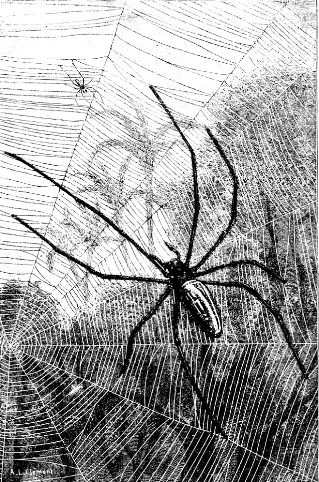 PSM V33 D820 Male and female nephila Chrysogaster