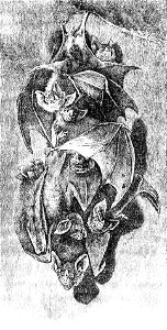 PSM V22 D617 Bats children of erebus