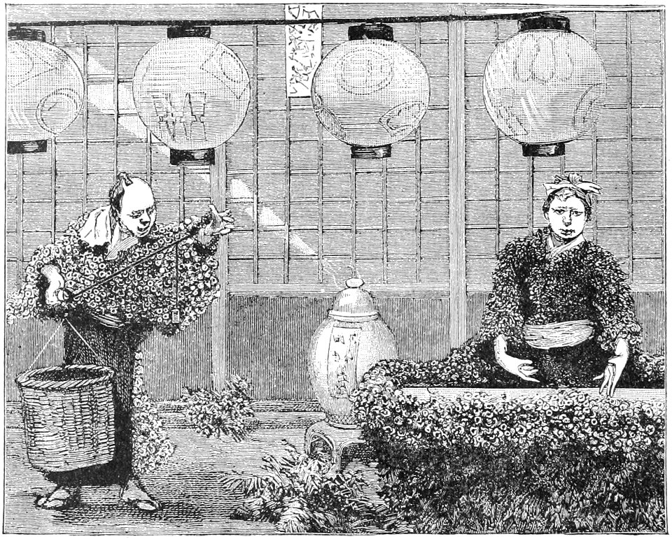 PSM V36 D550 Chrysanthemum mannequins of japan