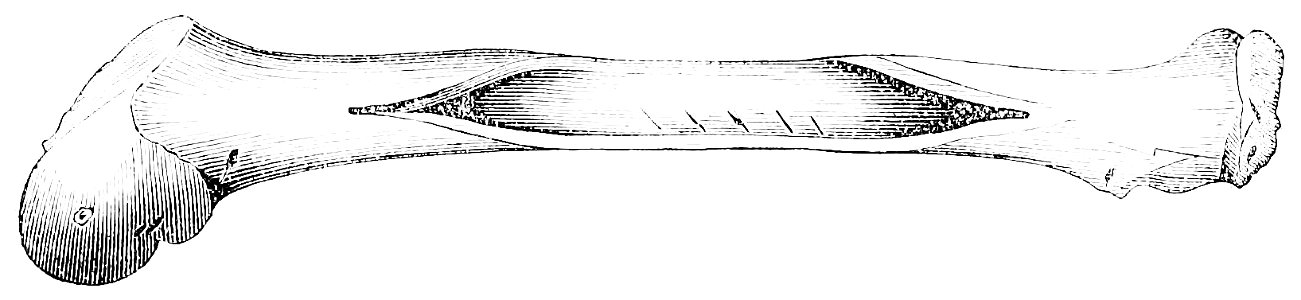 PSM V22 D463 Prehistoric deer or elk leg bone