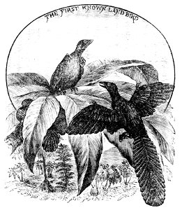 PSM V22 D766 The first known land birds