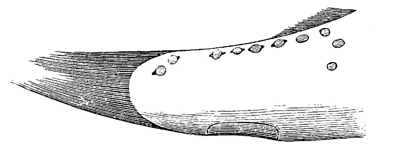 PSM V21 D180 Caudal extrimity of scopelus humboldtii with glass pearly organs