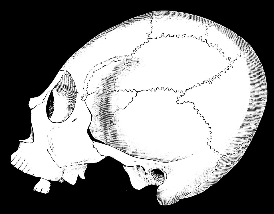 PSM V36 D105 Lucayan skull from the bahamas