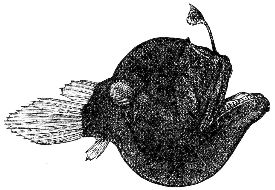 PSM V34 D114 Ceratius bispinosus