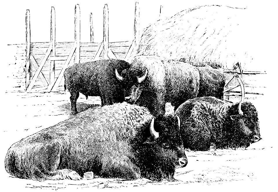 PSM V34 D801 Half blood buffaloes