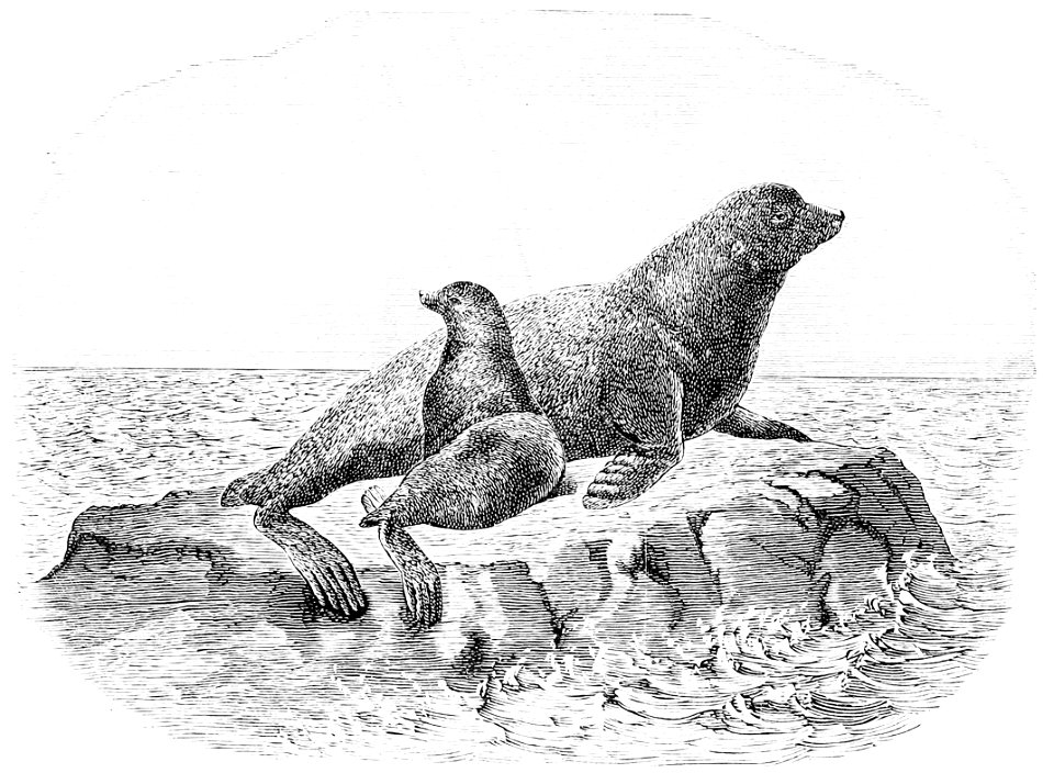 PSM V34 D350 Stellers sea lion otaria stelleri
