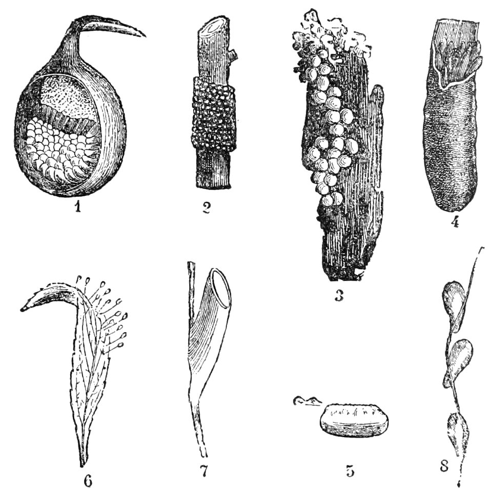 PSM V39 D237 Eggs of insects