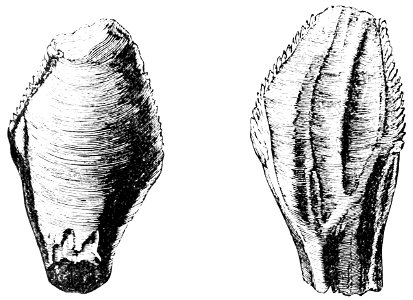 PSM V34 D486 Teeth of iguanodon