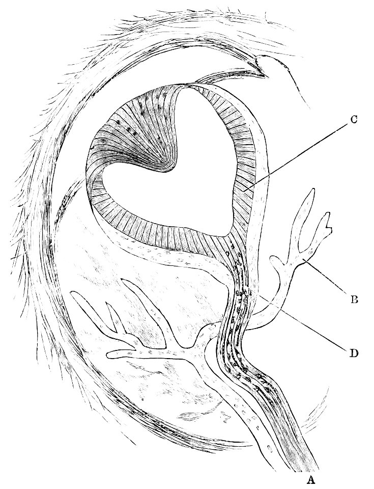 PSM V33 D805 Pineal eye in hatteria