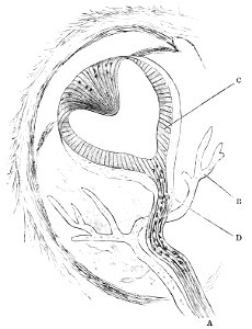 PSM V33 D805 Pineal eye in hatteria