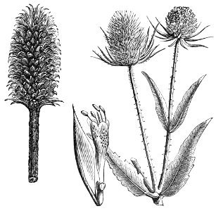 PSM V39 D473 Heads of fuller and wild teasel. Free illustration for personal and commercial use.