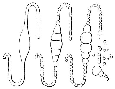 PSM V23 D046 Successive phases in the transformation of the same organism