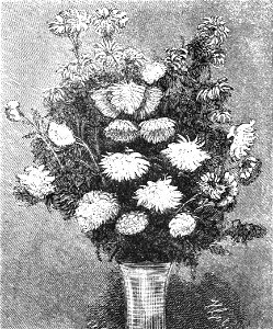 PSM V36 D549 Bouquet of chrysanthemums. Free illustration for personal and commercial use.