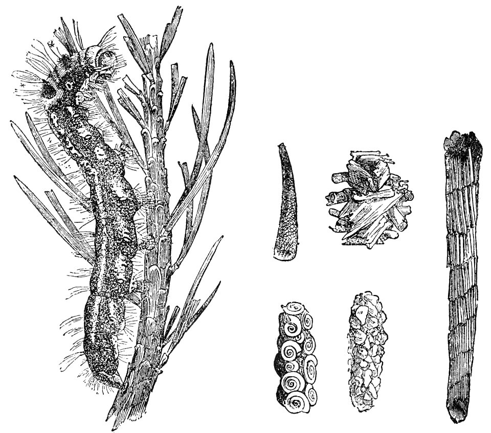 PSM V39 D238 Larva legs and cases of phrygaindes
