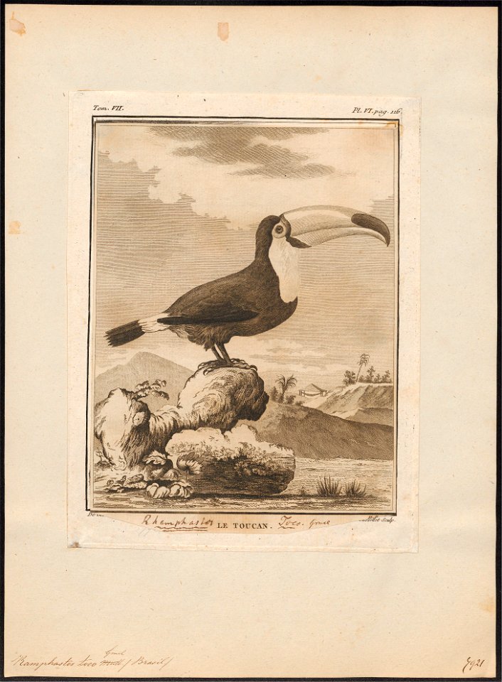 Ramphastos toco - 1700-1880 - Print - Iconographia Zoologica - Special Collections University of Amsterdam - UBA01 IZ19300252
