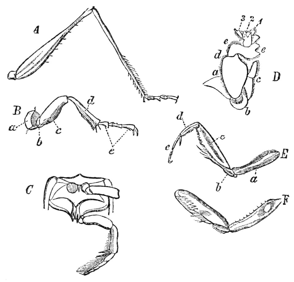 PSM V39 D244 Various insect legs