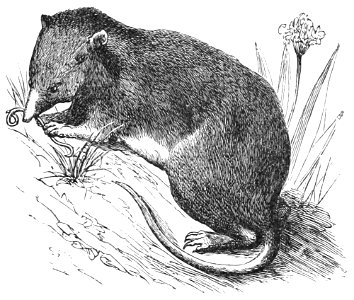 PSM V36 D683 Common european shrew