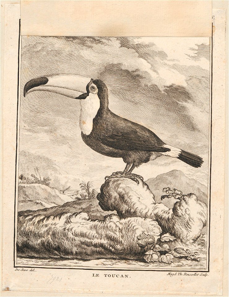 Ramphastos toco - 1700-1880 - Print - Iconographia Zoologica - Special Collections University of Amsterdam - UBA01 IZ19300253
