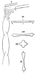 PSM V39 D670 Form and constitution of a liquid sheet falling. Free illustration for personal and commercial use.