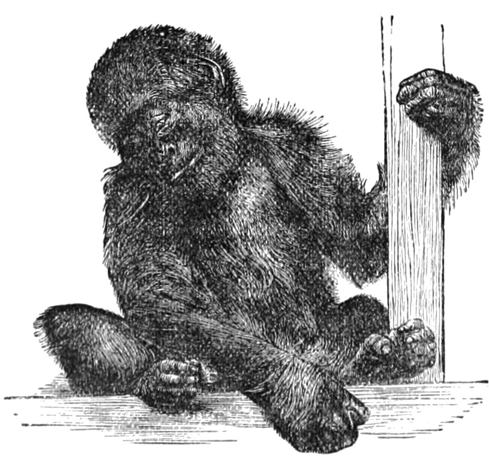 PSM V28 D762 The same animal at a still earlier age