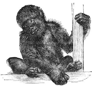 PSM V28 D762 The same animal at a still earlier age