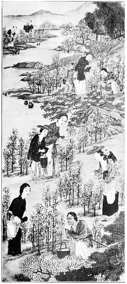 PSM V36 D311 Cotton culture