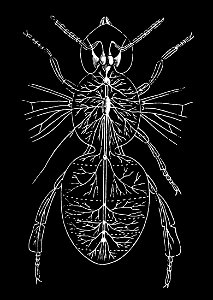 PSM V39 D247 Nervous system of the adult bee