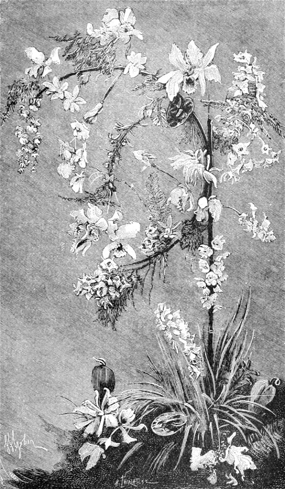 PSM V36 D377 Cut orchid decoration
