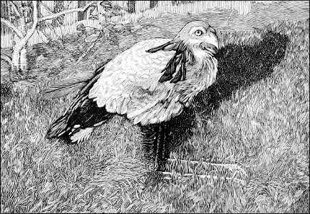PSM V39 D800 Secretary bird jacob