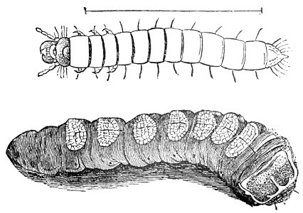 PSM V39 D237 Larva with articulated legs and apodus larva. Free illustration for personal and commercial use.