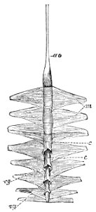 PSM V39 D246 Circulatory apparatus of the cockchafer