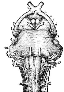 PSM V26 D759 Under surface of cerebral penduncle