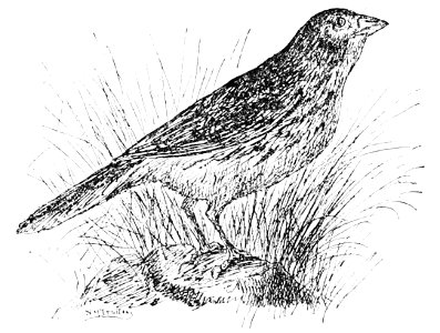 PSM V42 D472 Vesper sparrow