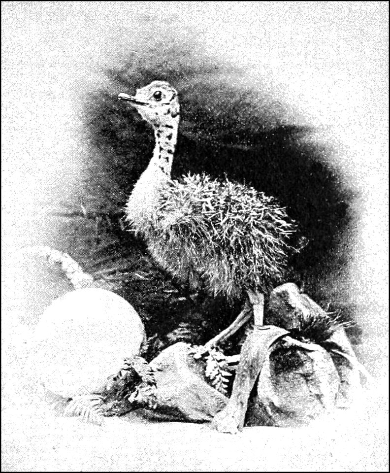 PSM V39 D803 Ostrich chick