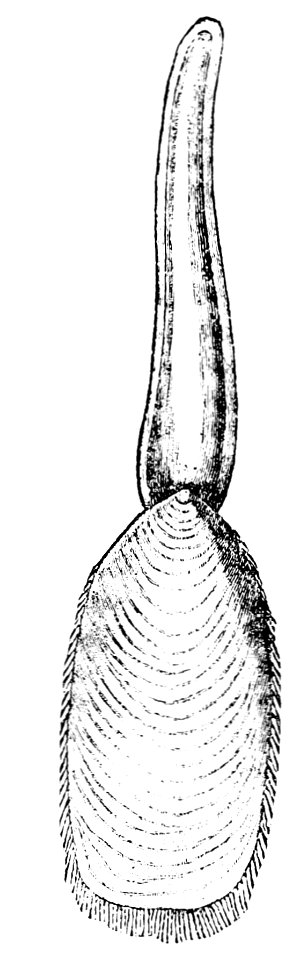 PSM V31 D769 The lingula