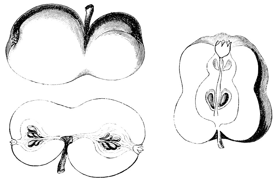 PSM V42 D339 Malformed apples